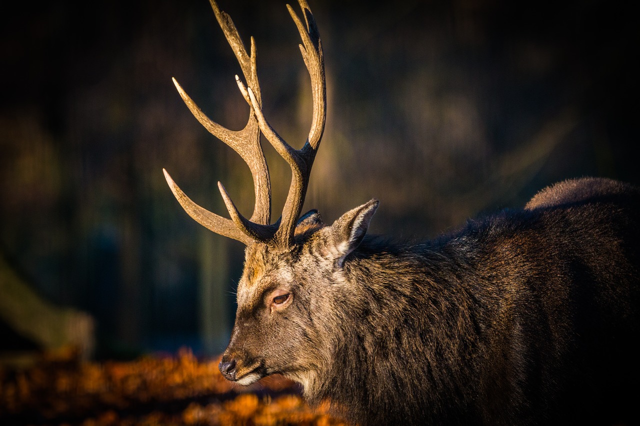 Antler, Hirsch, Raudonas Elnias, Miškas, Laukiniai, Gamta, Gyvūnas, Kailis, Stiragai, Žvilgsnis