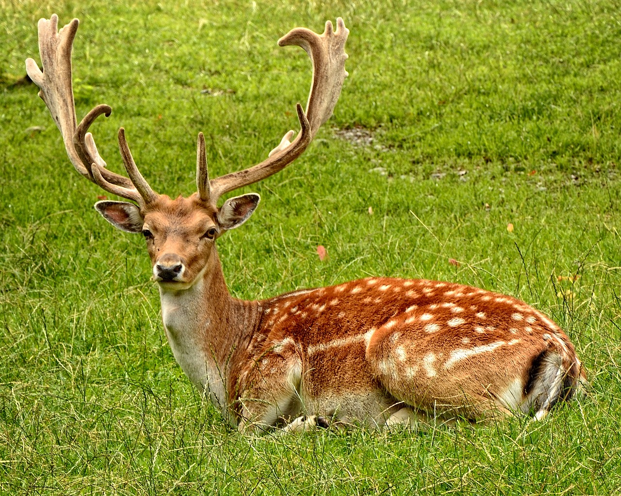 Antler, Alkūnės Vežėjas, Paprastosios Elnies, Hirsch, Dama Dama, Patinas, Laukinis Gyvūnas, Miškas, Pieva, Gamta