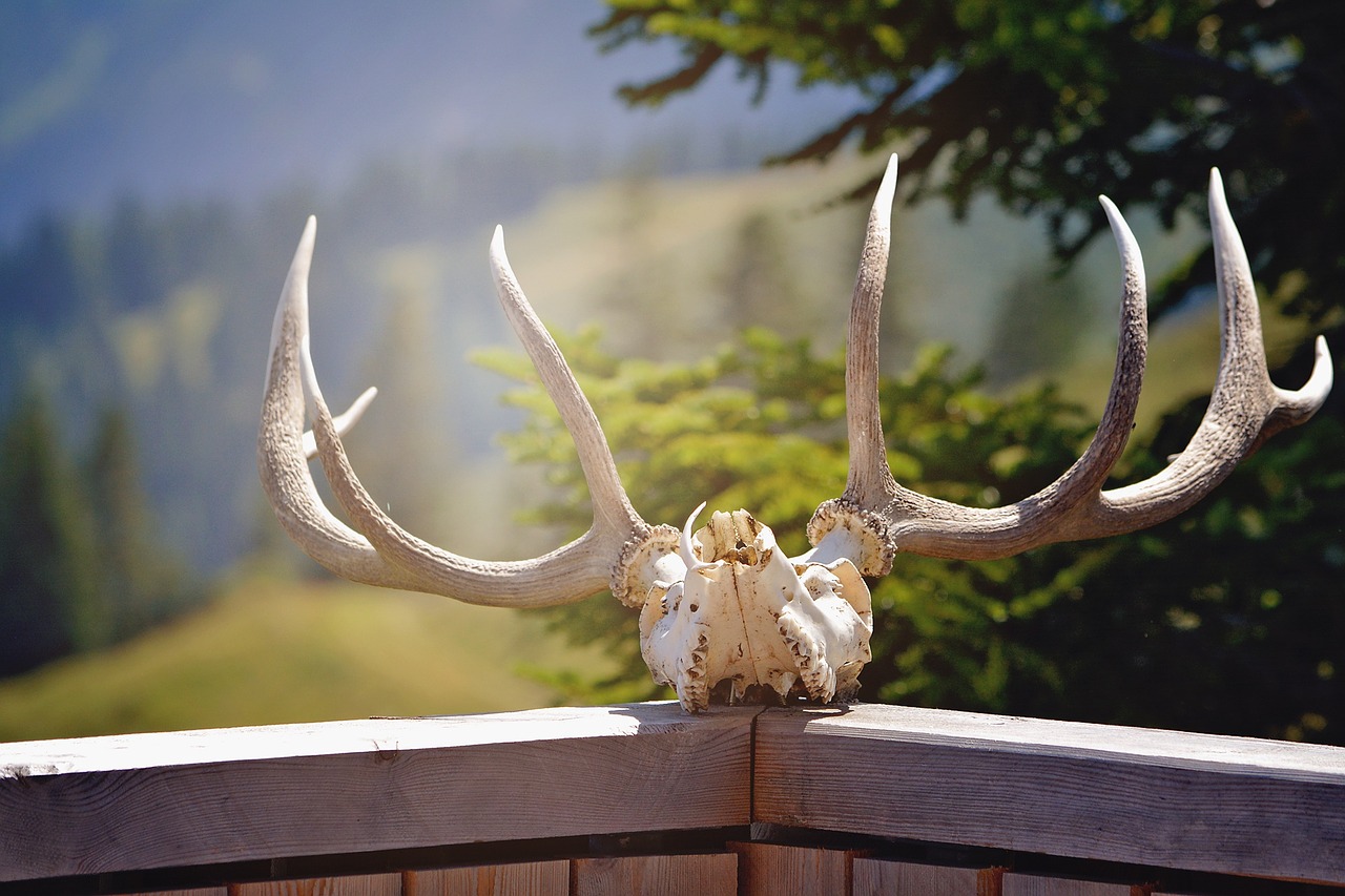 Antler, Gamta, Medžioklė, Gyvūnų Pasaulis, Laukiniai Gyvūnai, Medžioklės Trofėjaus, Uždaryti, Nemokamos Nuotraukos,  Nemokama Licenzija