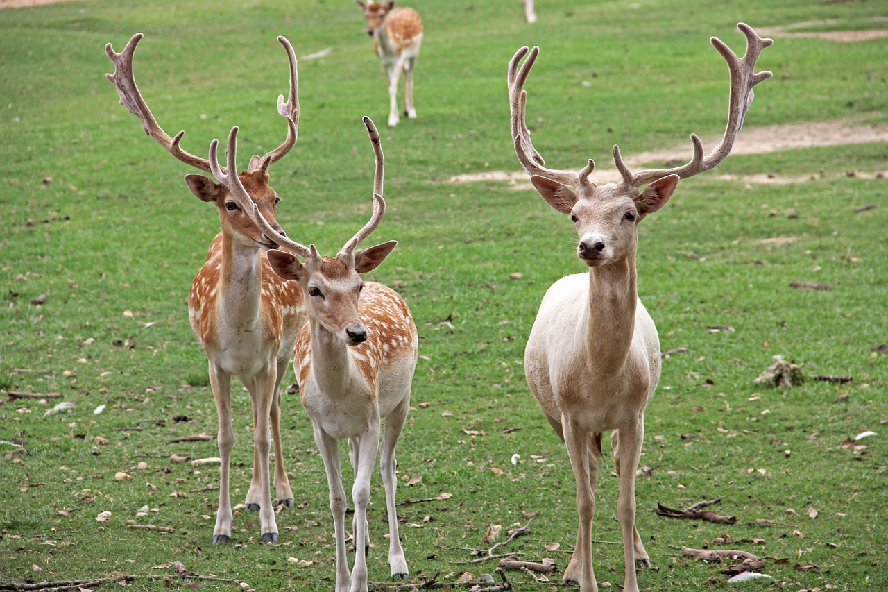 Antlers, Laukinė Gamta, Elnias, Gamta, Laukas, Ganymas, Gyvūnas, Nemokamos Nuotraukos,  Nemokama Licenzija