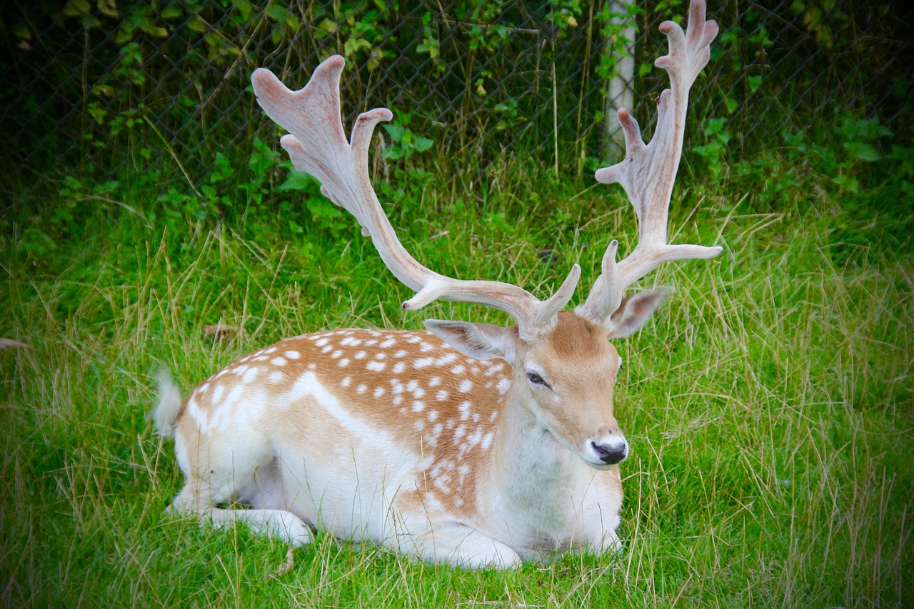 Antlers, Buck, Laukinė Gamta, Gyvūnas, Ežeras, Patinas, Laukas, Nemokamos Nuotraukos,  Nemokama Licenzija