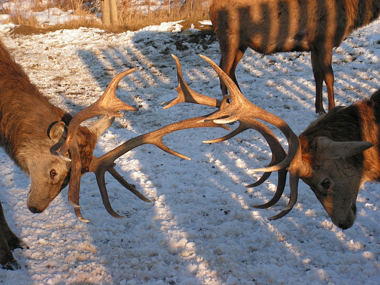 Antlers, Hart, Susidūrimas, Sniegas, Parkas, Nemokamos Nuotraukos,  Nemokama Licenzija