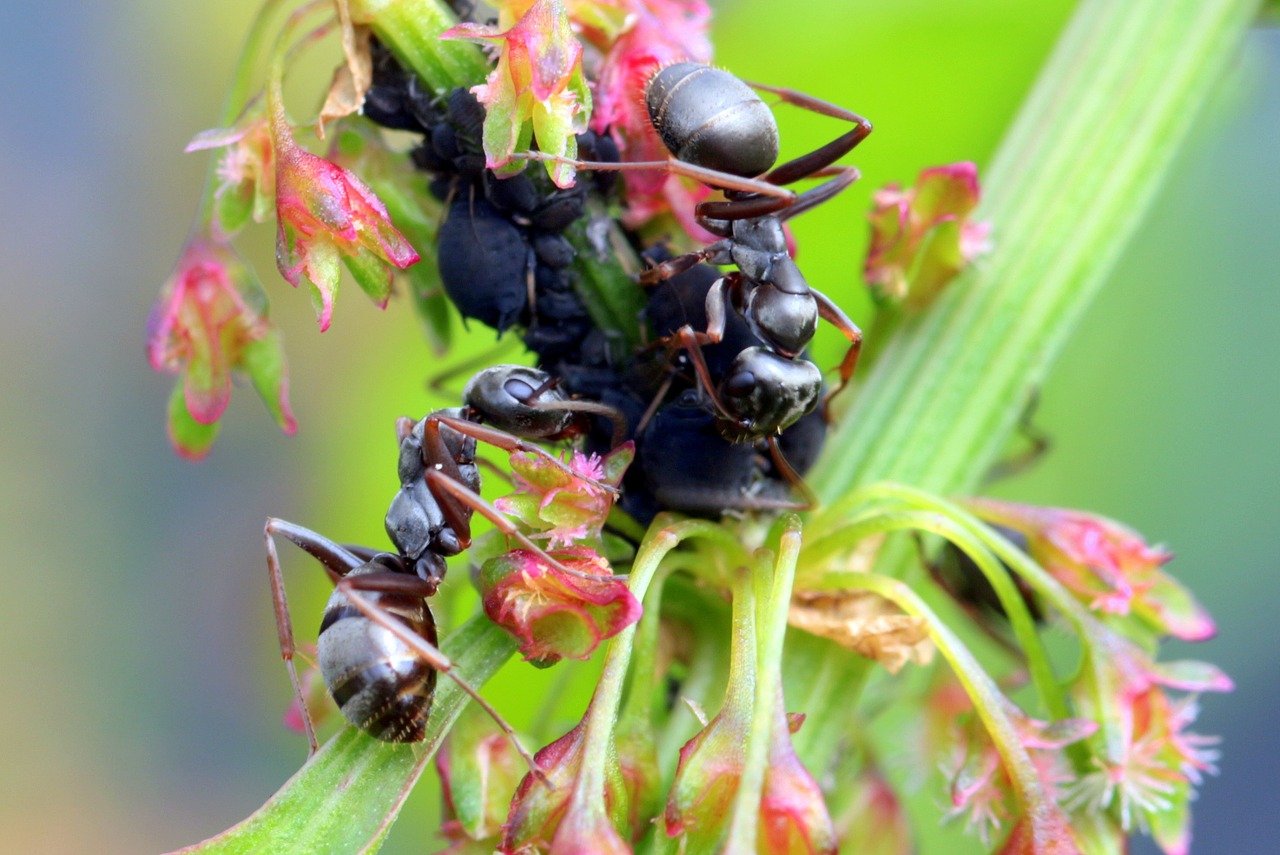 Skruzdėlės, Skruzdžių Formos, Sodo Skruzdėlės, Lasius, Juodos Skruzdėlės, Maitinimas, Amarai, Gėlės, Mažas, Gamta