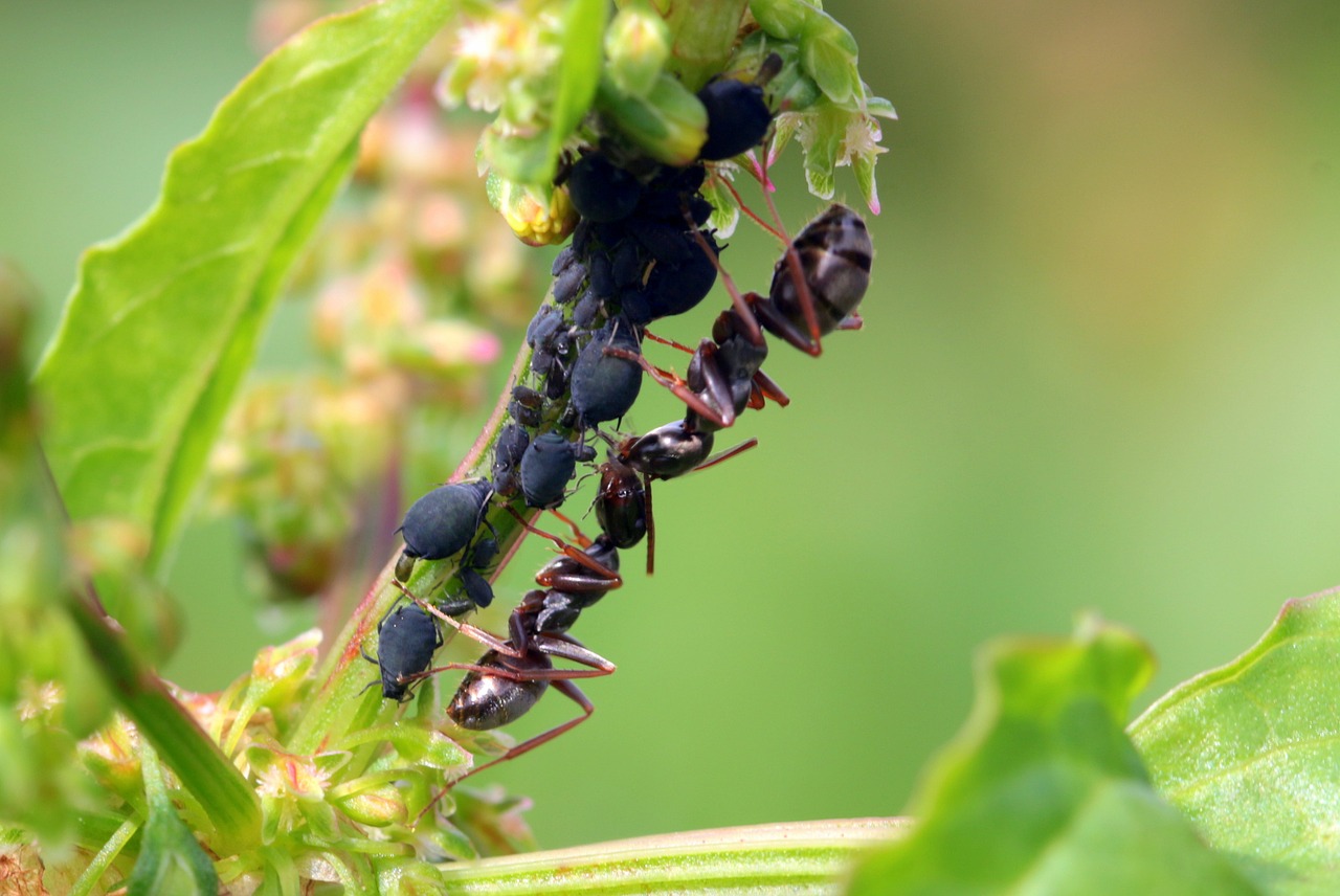 Skruzdėlės, Skruzdžių Formos, Sodo Skruzdėlės, Lasius, Juodos Skruzdėlės, Maitinimas, Amarai, Mažas, Gamta, Gyvūnai