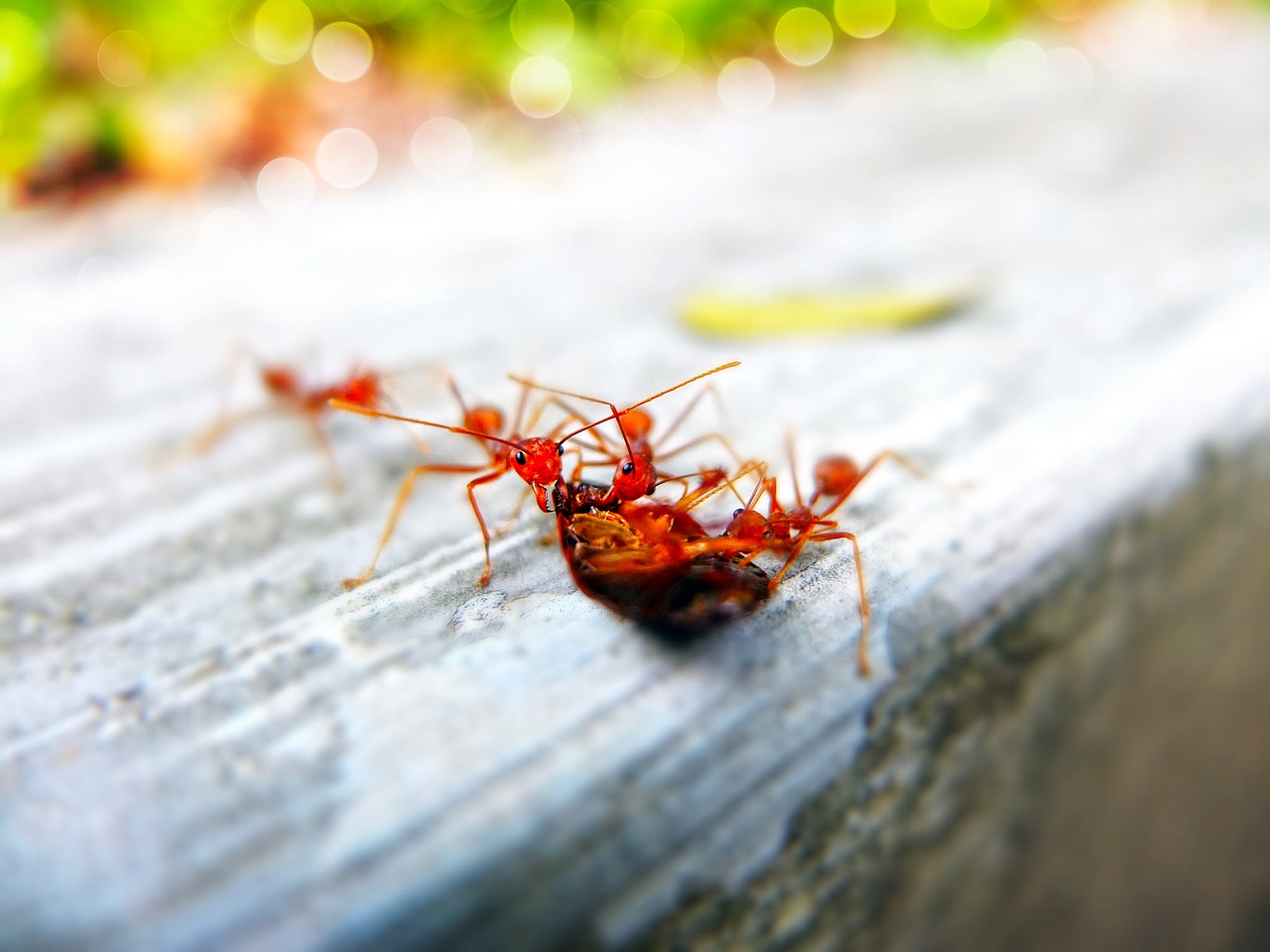 Skruzdėlės, Iš Arti, Vabzdžiai, Mažai, Makro, Kenkėjas, Mažas, Nemokamos Nuotraukos,  Nemokama Licenzija