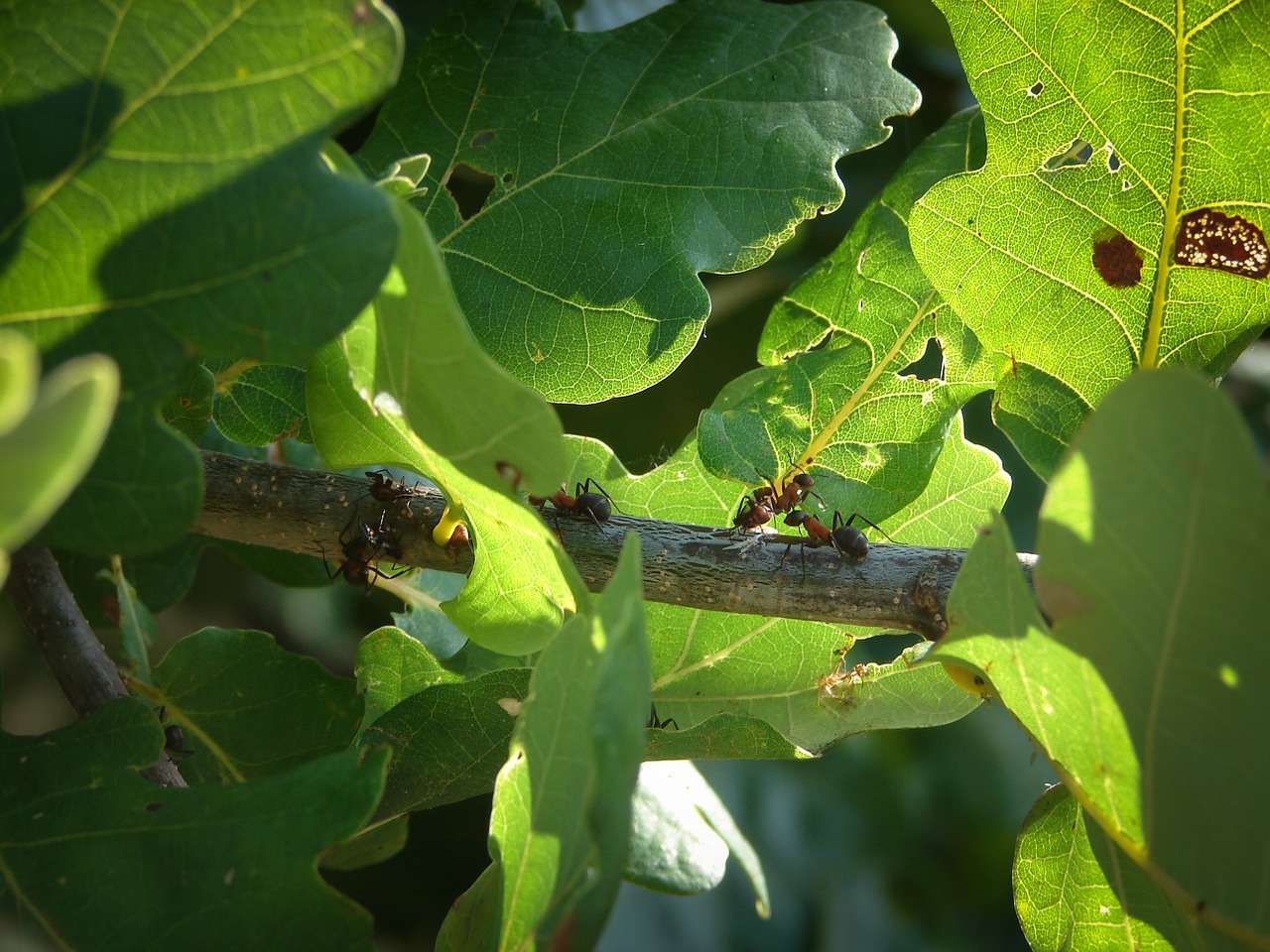 Skruzdėlės, Pieva, Žalias, Ant, Vabzdys, Nemokamos Nuotraukos,  Nemokama Licenzija