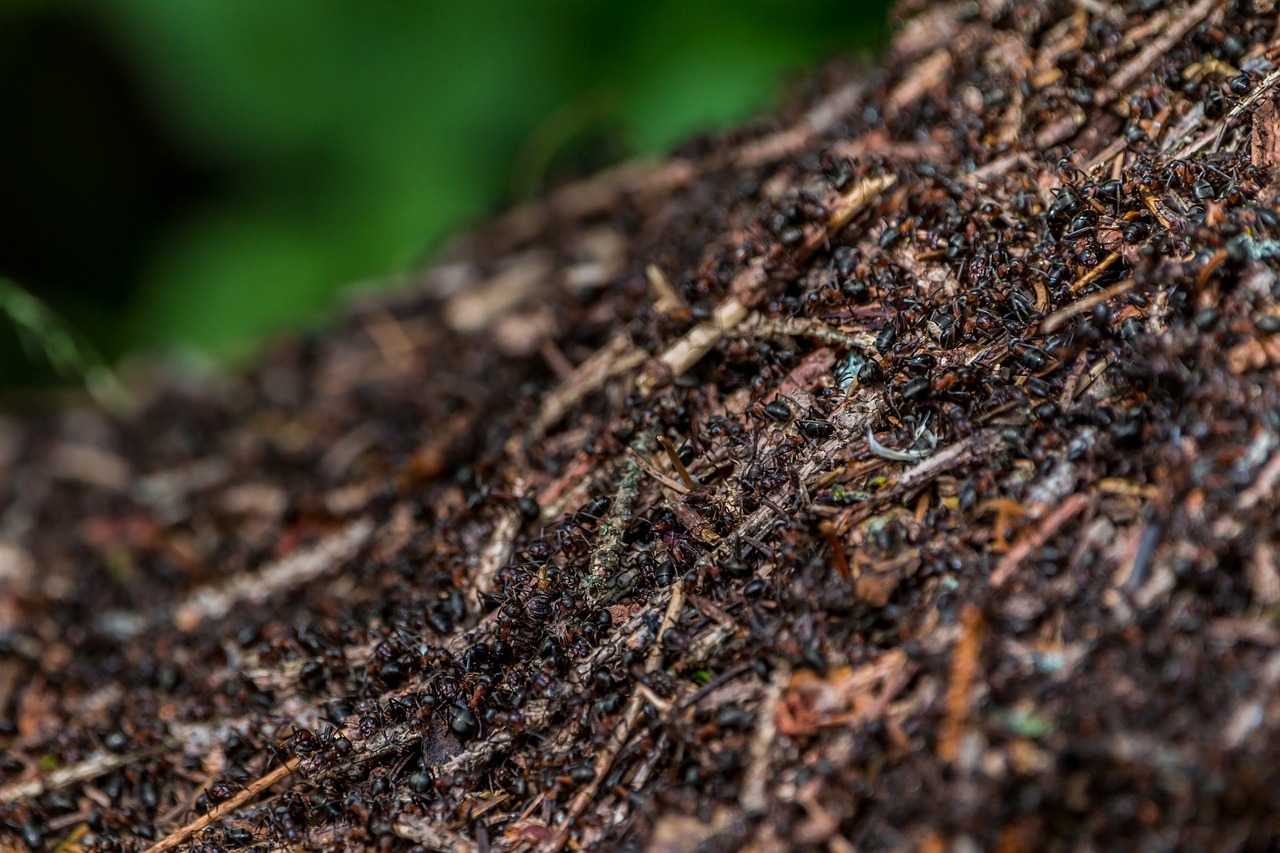 Skruzdėlės, Anthill, Miško Ant Kalvos, Ant Kalva, Gamta, Uždaryti, Nuskaityti, Darbuotojai, Darbas, Kartu