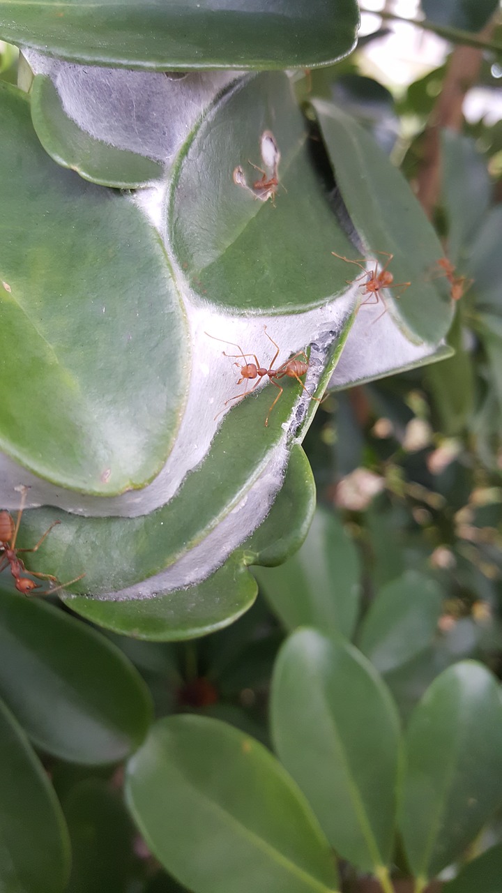 Skruzdėlės, Ant, Vabzdys, Gamta, Makro, Gyvūnas, Klaida, Raudona, Darbuotojas, Laukinė Gamta