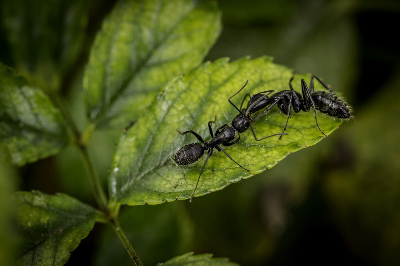 Skruzdėlės, Ant, Gamta, Makro, Iš Arti, Žalias Fonas, Nemokamos Nuotraukos,  Nemokama Licenzija