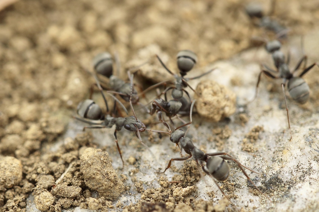 Skruzdėlės, Vabzdys, Makro, Serviformica, Klaidas, Antena, Ruda, Nemokamos Nuotraukos,  Nemokama Licenzija