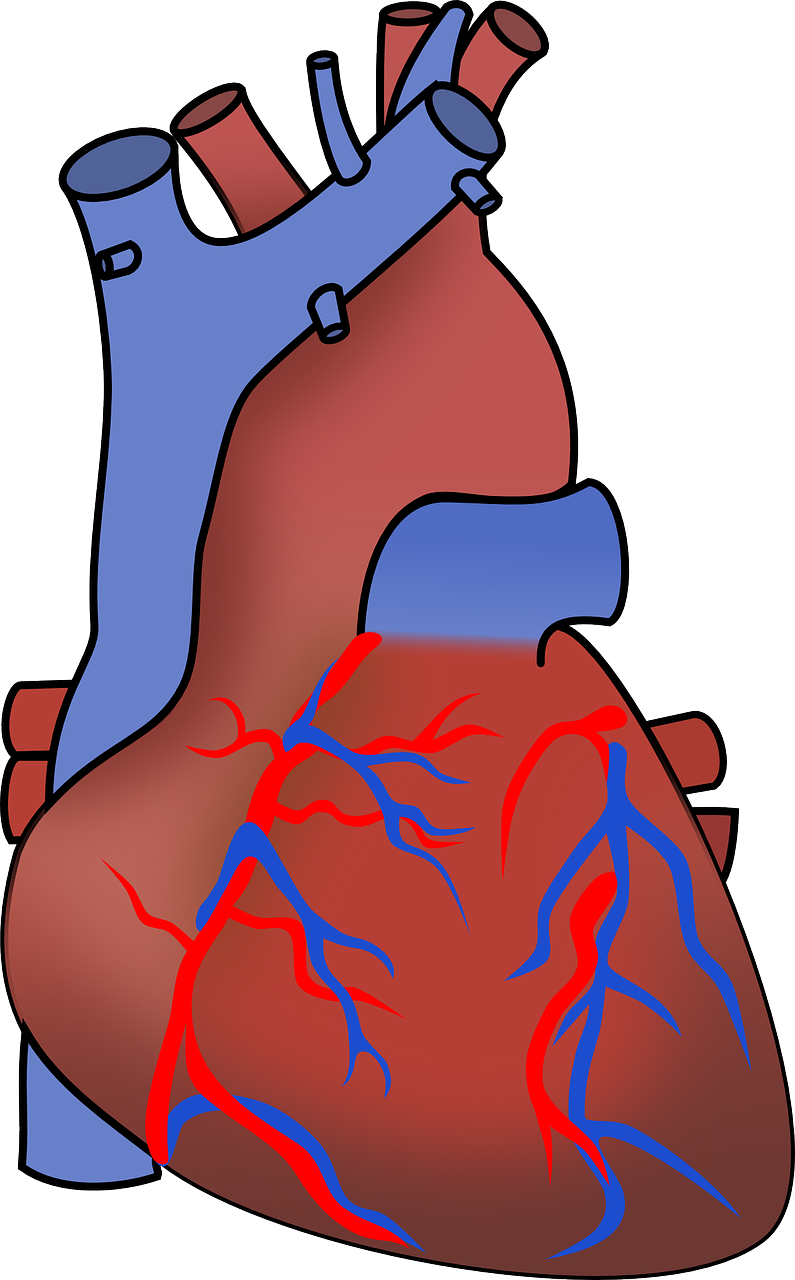 Aortos, Arterija, Kraujas, Širdies, Kardiologija, Širdis, Žmogus, Organas, Siurblys, Simbolis