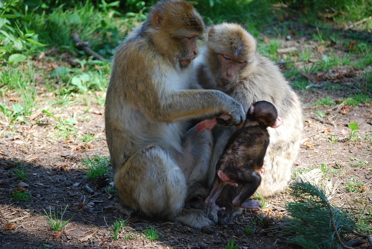 Ape, Berberio Beždžionės, Šeima, Beždžionių Vaikas, Nemokamos Nuotraukos,  Nemokama Licenzija