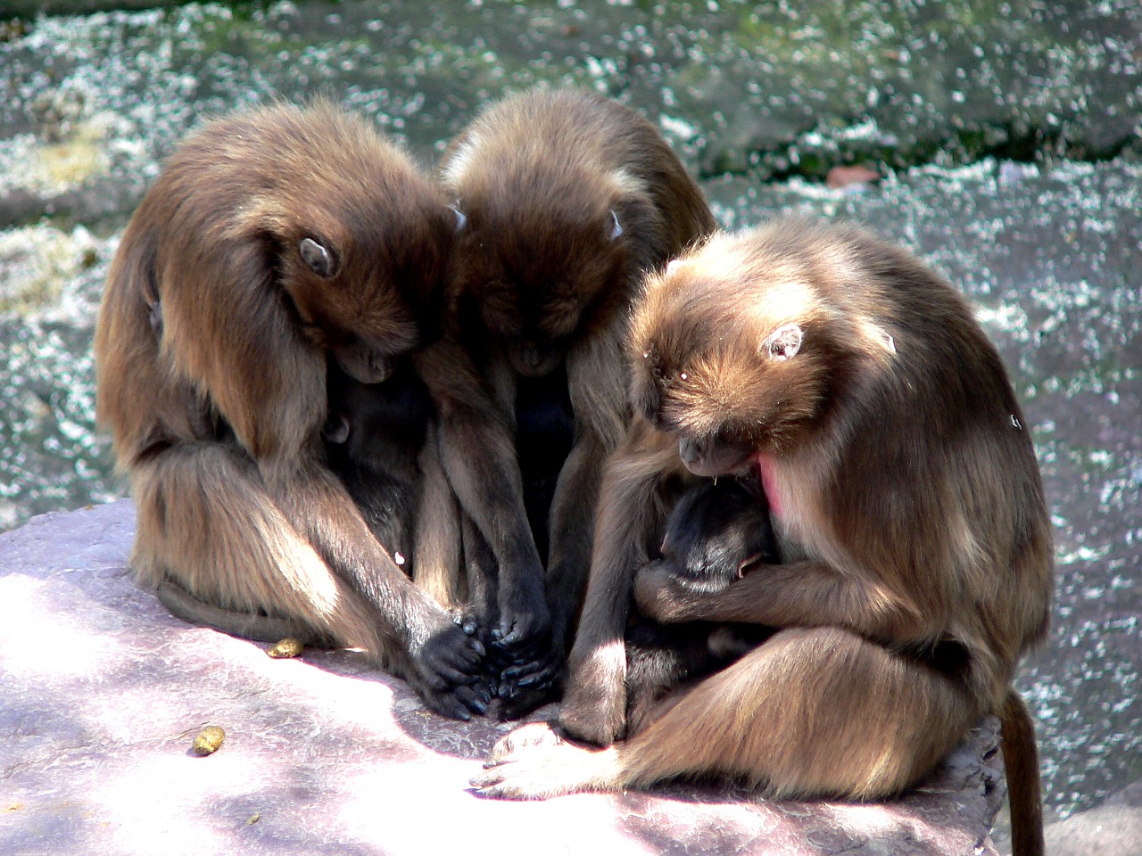Ape, Beždžionė, Beždžionių Šeima, Nemokamos Nuotraukos,  Nemokama Licenzija