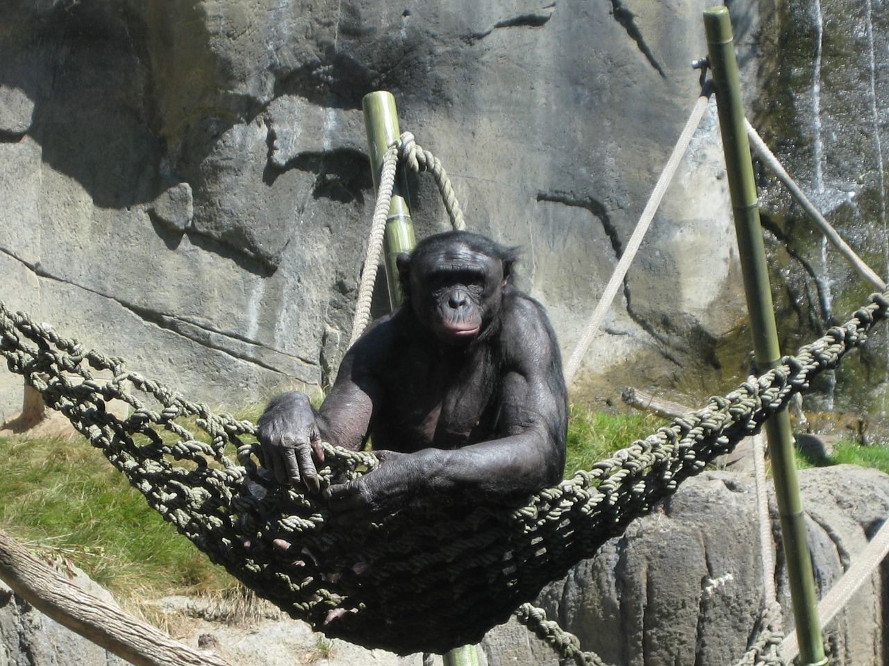 Ape, Gyvūnas, Zoologijos Sodas, Beždžionė, Šimpanzė, Nemokamos Nuotraukos,  Nemokama Licenzija