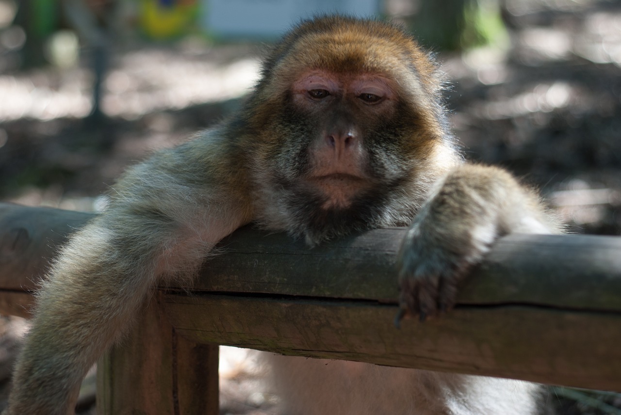 Ape, Beždžionių Miškas, Beždžionių Kalnas, Nemokamos Nuotraukos,  Nemokama Licenzija
