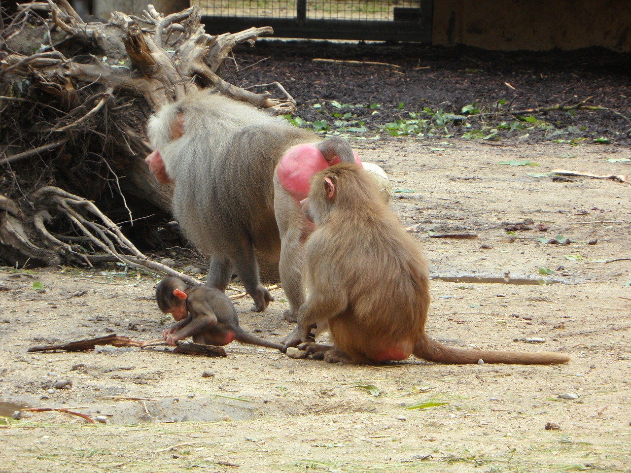 Ape, Babuinai, Šeima, Beždžionių Šeima, Beždžionė, Zoologijos Sodas, Motina, Vaikas, Tėvas, Kūdikis