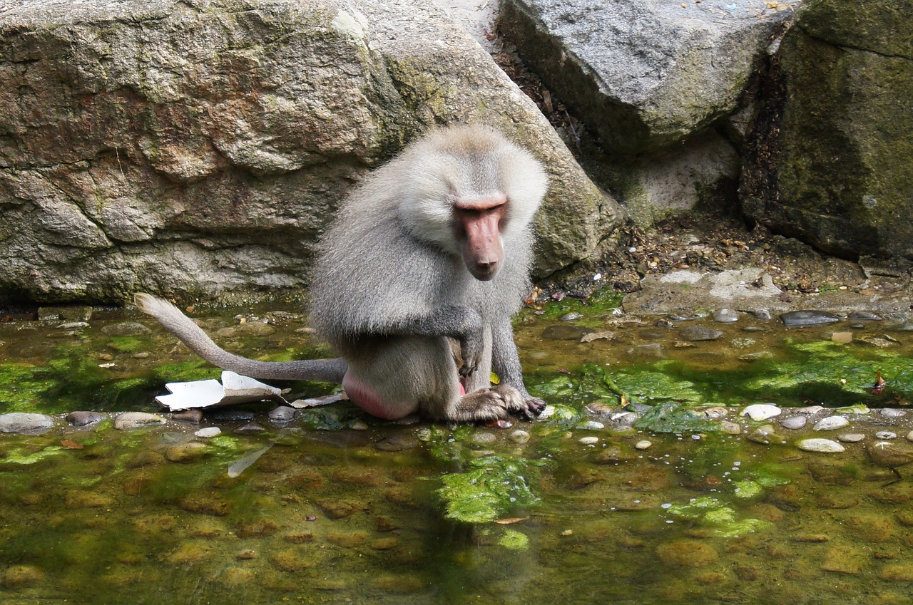 Ape, Beždžionė, Vanduo, Gyvūnas, Zoologijos Sodas, Akmuo, Nemokamos Nuotraukos,  Nemokama Licenzija