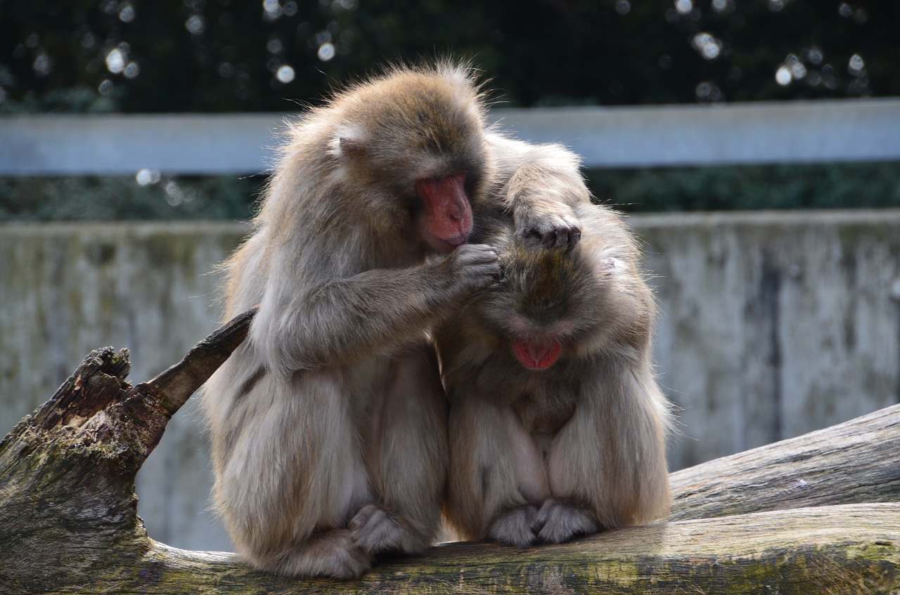 Ape, Gyvūnai, Zoologijos Sodas, Žinduoliai, Mielas, Vilhelma, Nemokamos Nuotraukos,  Nemokama Licenzija