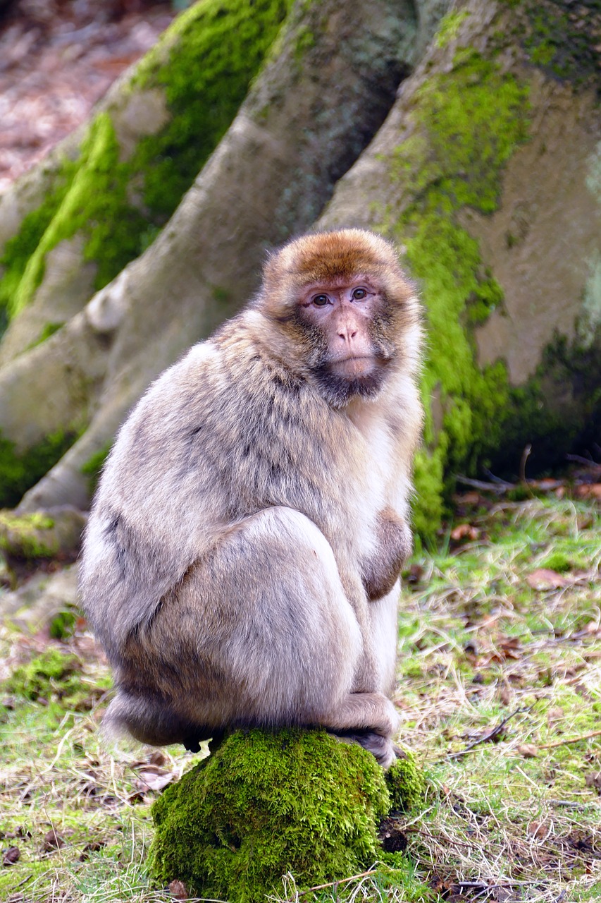 Ape, Beždžionė, Gyvūnas, Mielas, Žinduolis, Laukinė Gamta, Primatas, Laukiniai, Zoologijos Sodas, Gamta