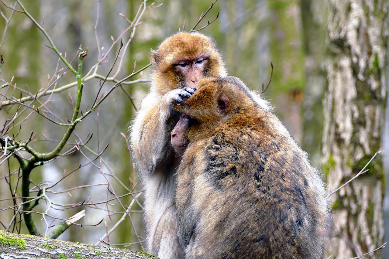 Ape, Beždžionė, Gyvūnas, Mielas, Žinduolis, Laukinė Gamta, Primatas, Laukiniai, Zoologijos Sodas, Gamta