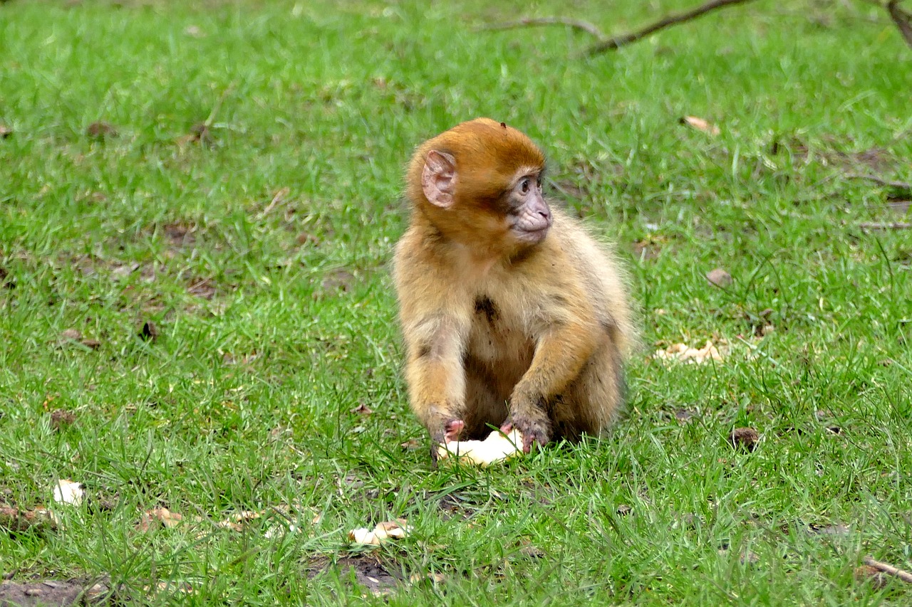 Ape, Beždžionė, Gyvūnas, Mielas, Žinduolis, Laukinė Gamta, Primatas, Laukiniai, Zoologijos Sodas, Gamta