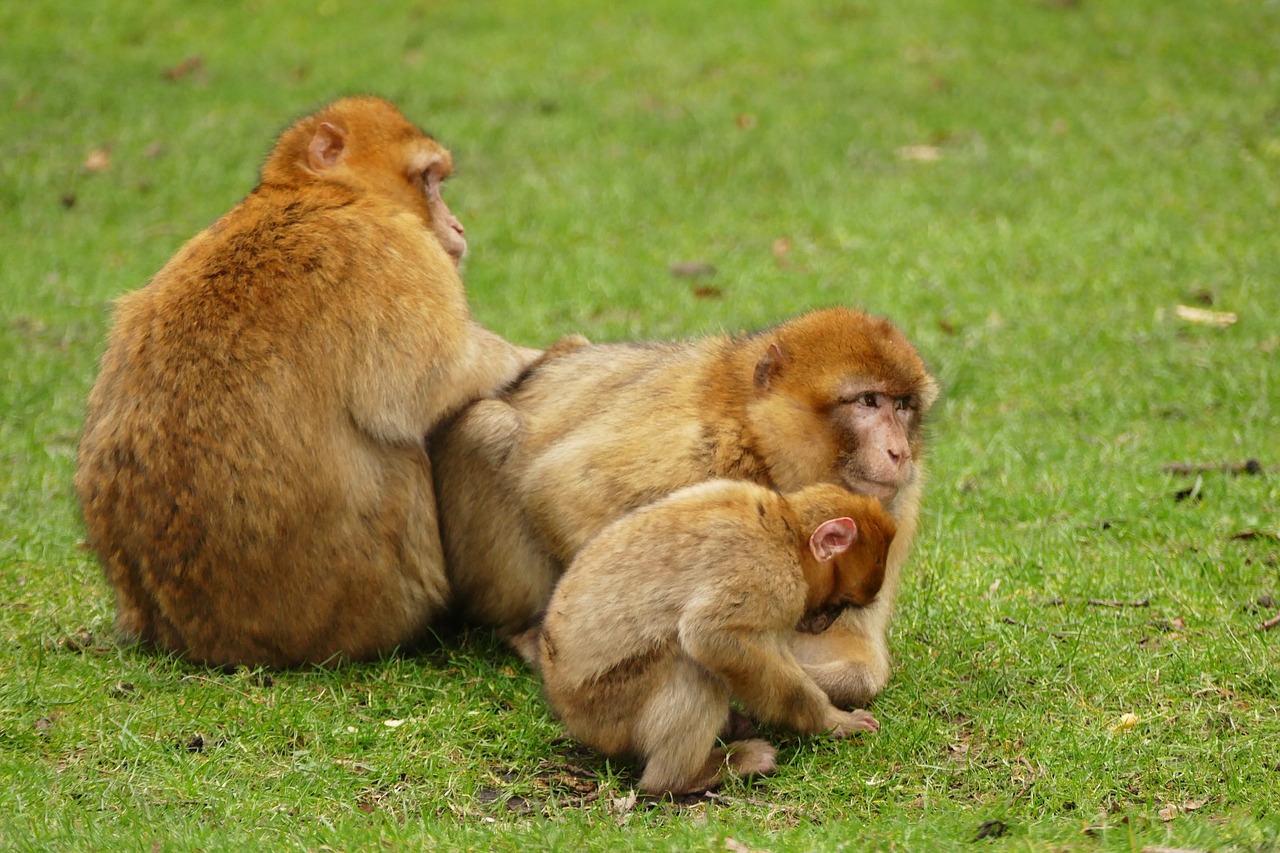 Ape, Beždžionė, Gyvūnas, Mielas, Žinduolis, Laukinė Gamta, Primatas, Laukiniai, Zoologijos Sodas, Gamta