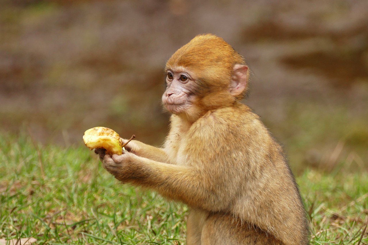 Ape, Beždžionė, Gyvūnas, Mielas, Žinduolis, Laukinė Gamta, Primatas, Laukiniai, Zoologijos Sodas, Gamta