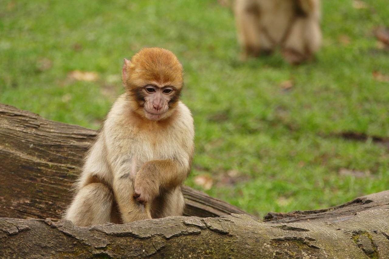 Ape, Beždžionė, Gyvūnas, Mielas, Žinduolis, Laukinė Gamta, Primatas, Laukiniai, Zoologijos Sodas, Gamta