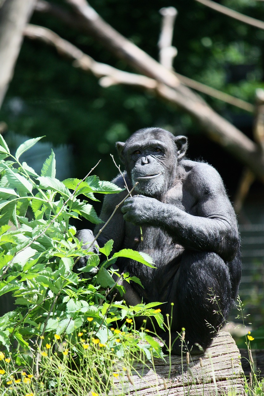 Ape, Beždžionė, Zoologijos Sodas, Gyvūnas, Gamta, Nemokamos Nuotraukos,  Nemokama Licenzija