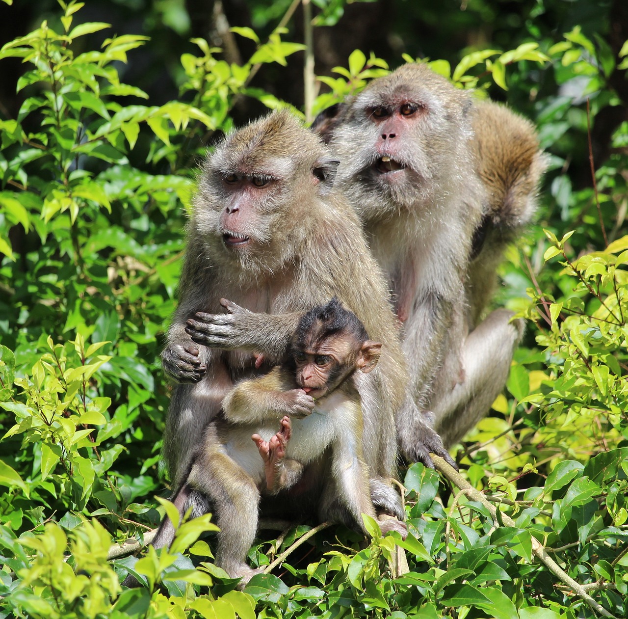 Ape, Beždžionė, Mauricijus, Nemokamos Nuotraukos,  Nemokama Licenzija