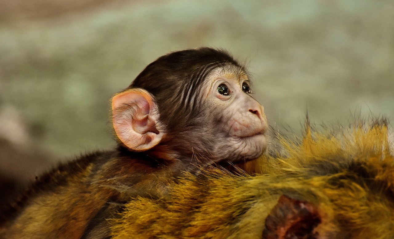 Ape, Vaikiška Beždžionė, Barbary Ape, Nykstančios Rūšys, Beždžionių Kalnų Salemas, Gyvūnas, Laukinis Gyvūnas, Zoologijos Sodas, Nemokamos Nuotraukos,  Nemokama Licenzija