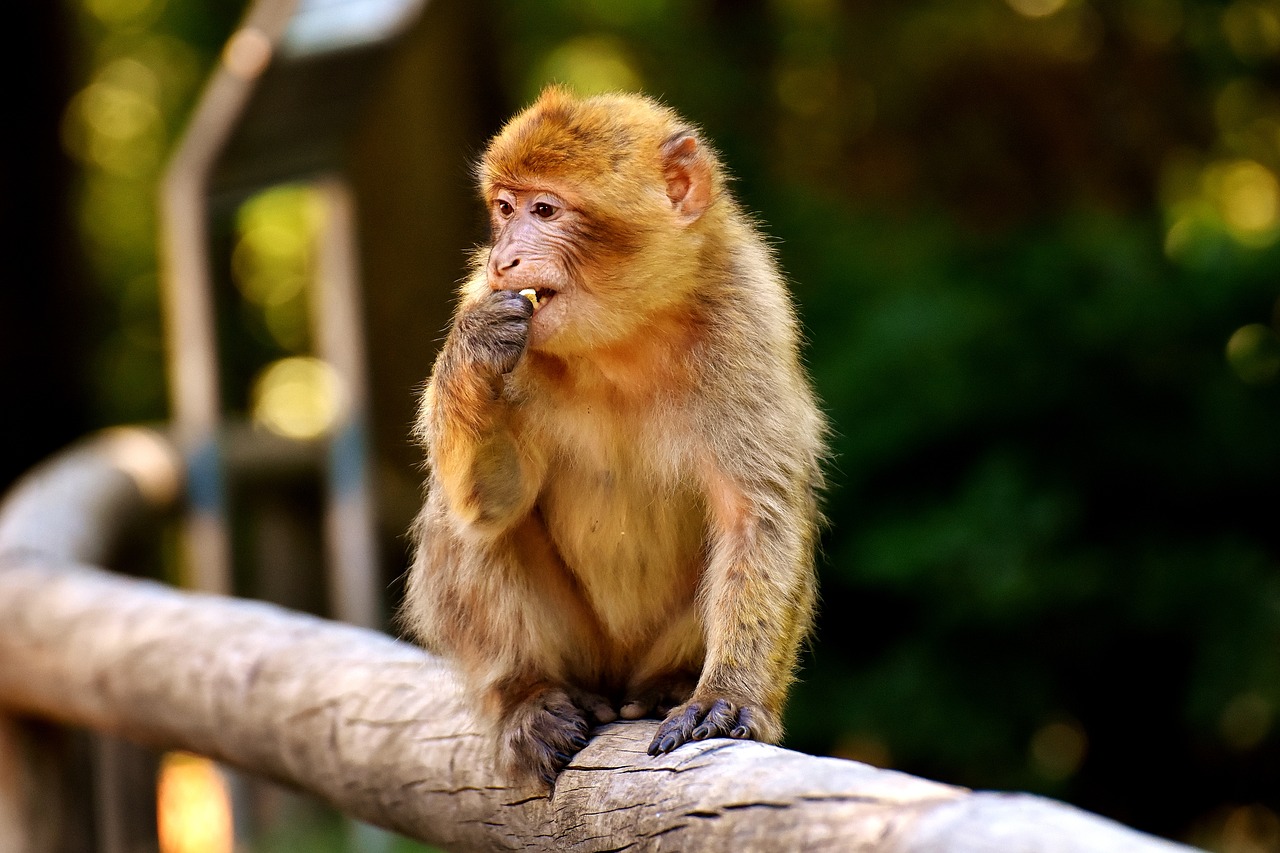 Ape, Vaikiška Beždžionė, Barbary Ape, Nykstančios Rūšys, Beždžionių Kalnų Salemas, Gyvūnas, Laukinis Gyvūnas, Zoologijos Sodas, Nemokamos Nuotraukos,  Nemokama Licenzija