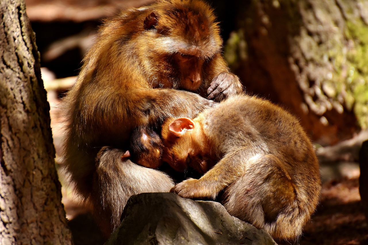 Ape, Vaikiška Beždžionė, Mylėti, Delouse, Barbary Ape, Nykstančios Rūšys, Beždžionių Kalnų Salemas, Gyvūnas, Laukinis Gyvūnas, Zoologijos Sodas