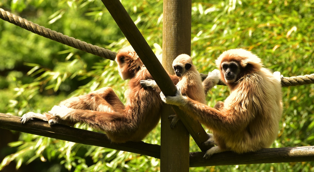 Ape, Kūdikis, Beždžionė, Žinduolis, Beždžionių Vaikas, Motina, Jaunas Gyvūnas, Beždžionių Šeima, Zoologijos Sodas, Jaunasis Beždžionė