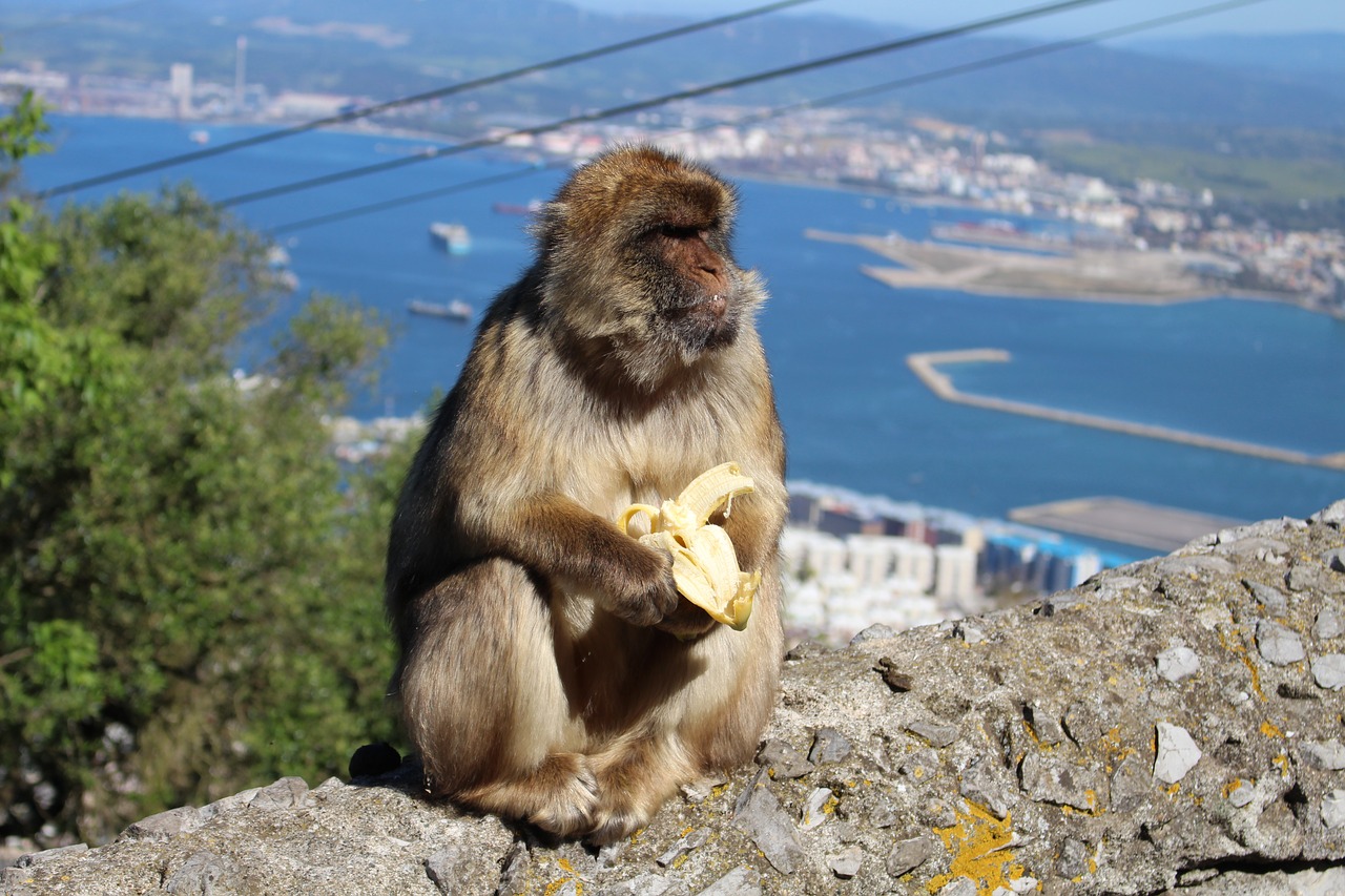 Ape, Bananas, Gibraltaras, Gyvūnas, Beždžionė, Valgymas, Laukiniai, Laukinė Gamta, Kalnas, Vaizdas