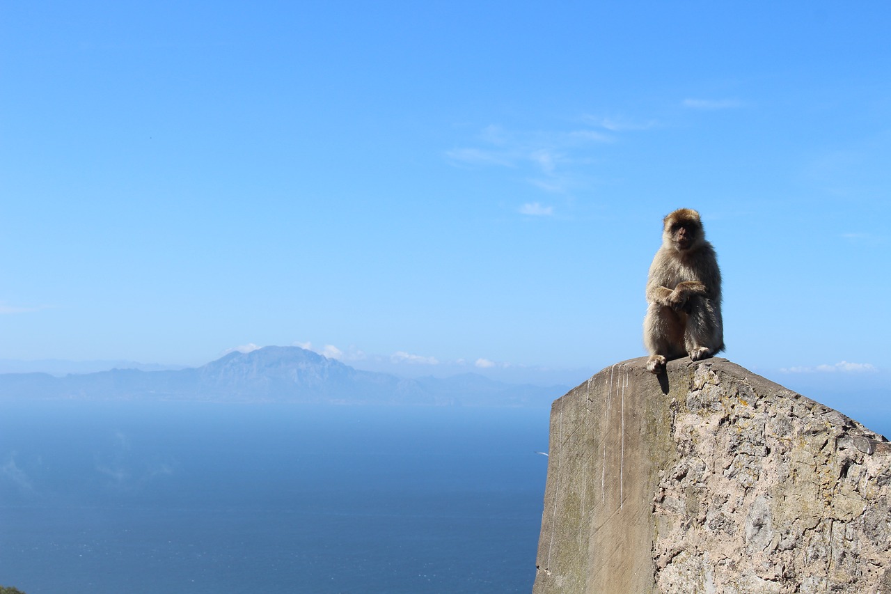 Ape, Gibraltaras, Gb, Beždžionė, Gyvūnas, Afrikos Vaizdas, Europa, Įspūdingas, Rokas, Didžioji Britanija