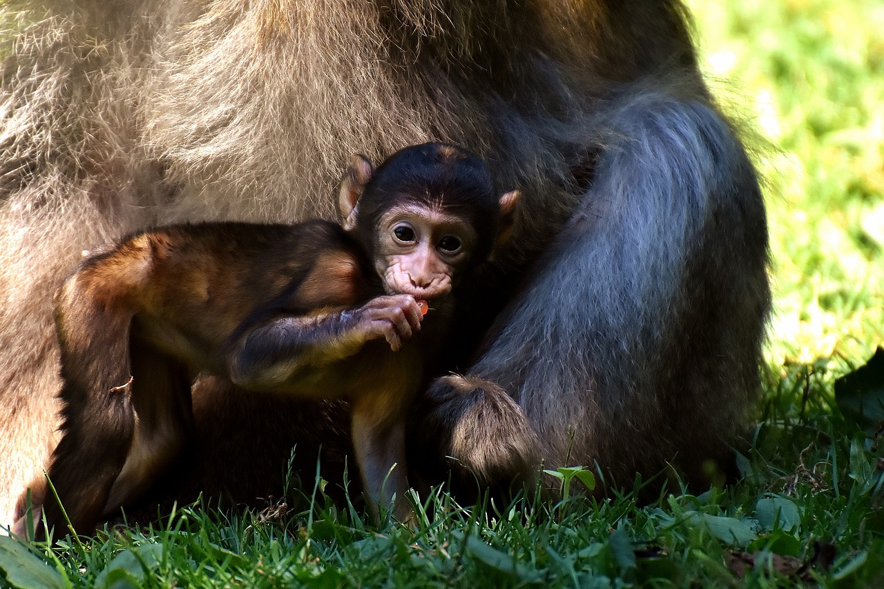 Ape, Vaikiška Beždžionė, Įdomu, Barbary Ape, Nykstančios Rūšys, Beždžionių Kalnų Salemas, Gyvūnas, Laukinis Gyvūnas, Zoologijos Sodas, Nemokamos Nuotraukos