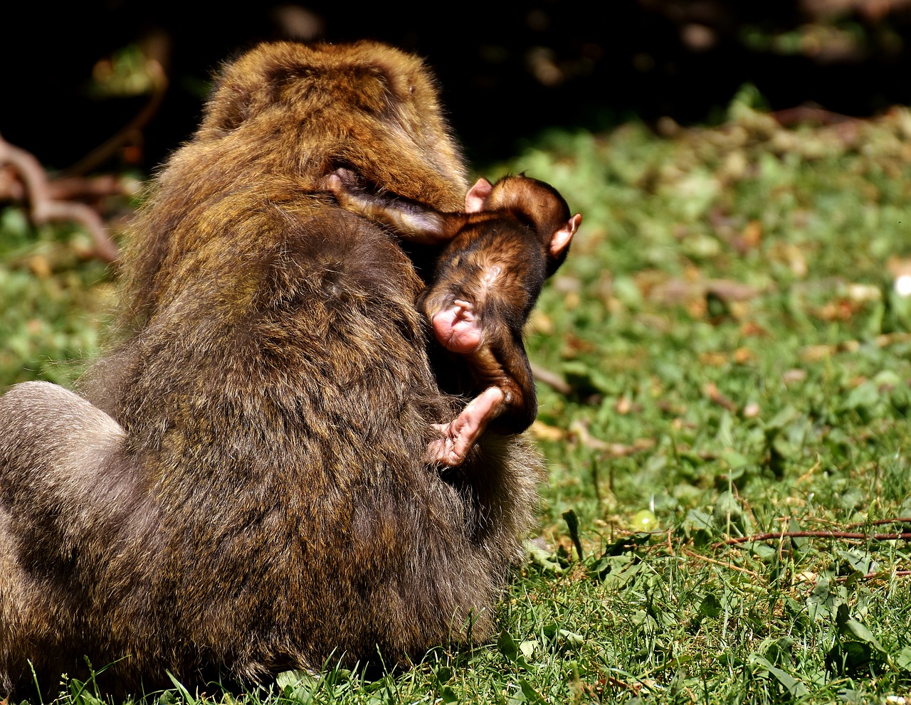 Ape, Vaikiška Beždžionė, Įdomu, Barbary Ape, Nykstančios Rūšys, Beždžionių Kalnų Salemas, Gyvūnas, Laukinis Gyvūnas, Zoologijos Sodas, Nemokamos Nuotraukos