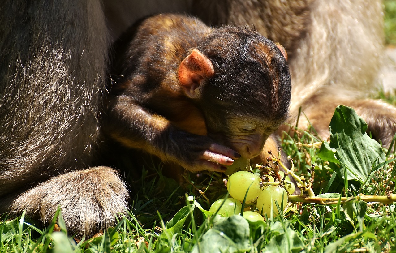 Ape, Vaikiška Beždžionė, Vynuogės, Įdomu, Barbary Ape, Nykstančios Rūšys, Beždžionių Kalnų Salemas, Gyvūnas, Laukinis Gyvūnas, Zoologijos Sodas