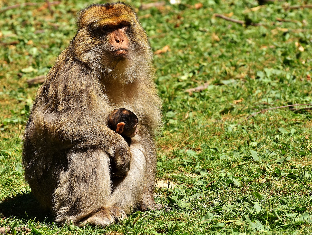 Ape, Vaikiška Beždžionė, Barbary Ape, Nykstančios Rūšys, Beždžionių Kalnų Salemas, Gyvūnas, Laukinis Gyvūnas, Zoologijos Sodas, Nemokamos Nuotraukos,  Nemokama Licenzija