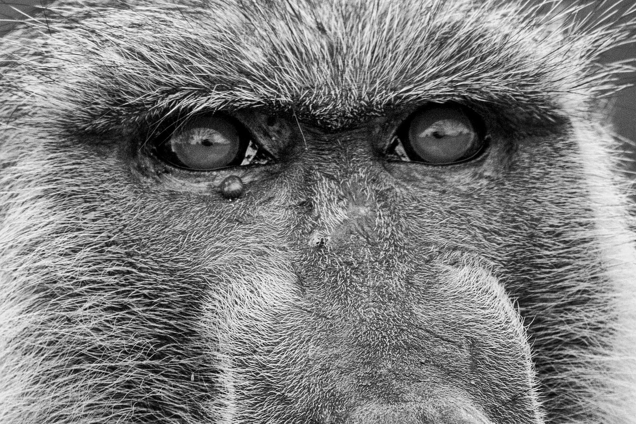 Ape, Babuinai, Senojo Pasaulio Beždžionė, Primatai, Svarbu, Safari, Gyvūnai, Nemokamos Nuotraukos,  Nemokama Licenzija