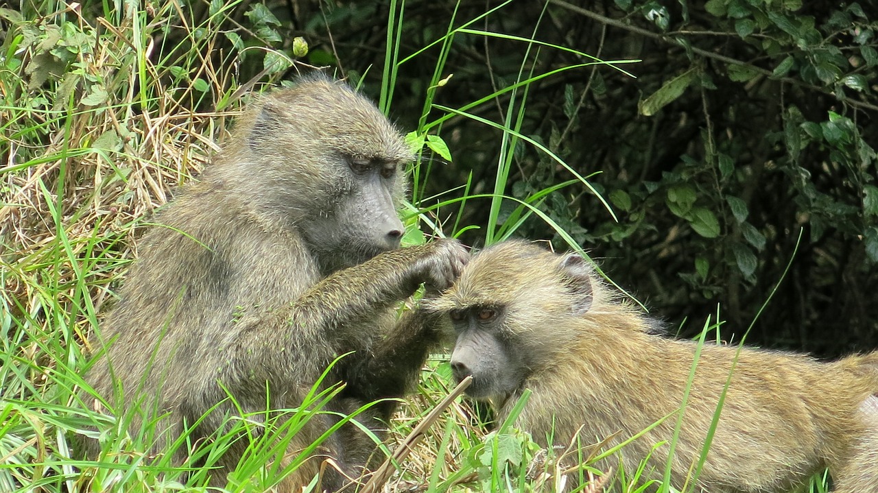 Ape, Arušos Nacionalinis Parkas, Tanzanija, Nemokamos Nuotraukos,  Nemokama Licenzija