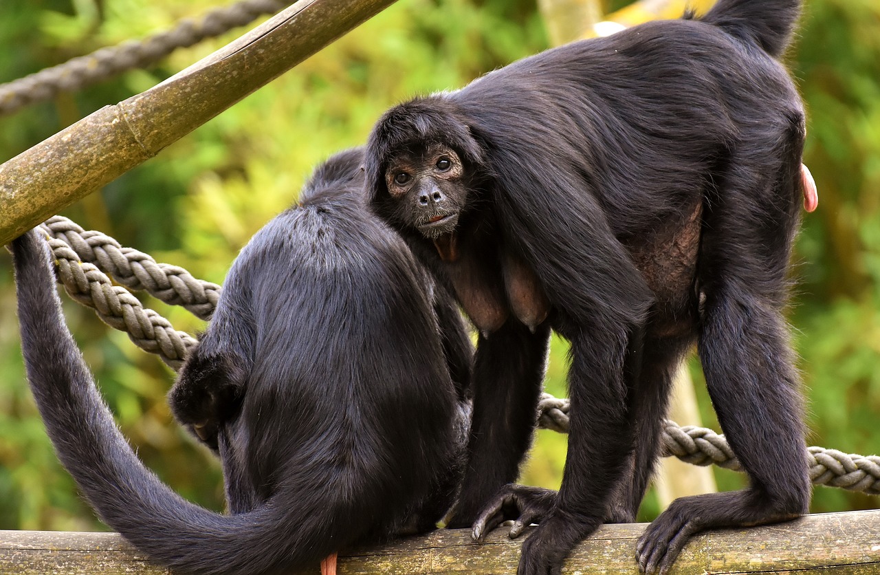 Ape,  Juokinga,  Mielas,  Gyvūnijos Pasaulyje,  Tierpark Hellabrunn, Nemokamos Nuotraukos,  Nemokama Licenzija