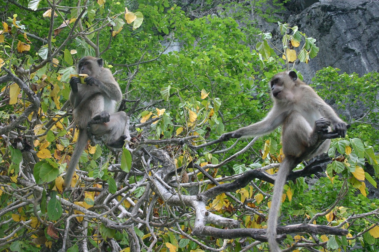 Ape, Beždžionė, Affchen, Žinduolis, Gamta Thailand, Nemokamos Nuotraukos,  Nemokama Licenzija