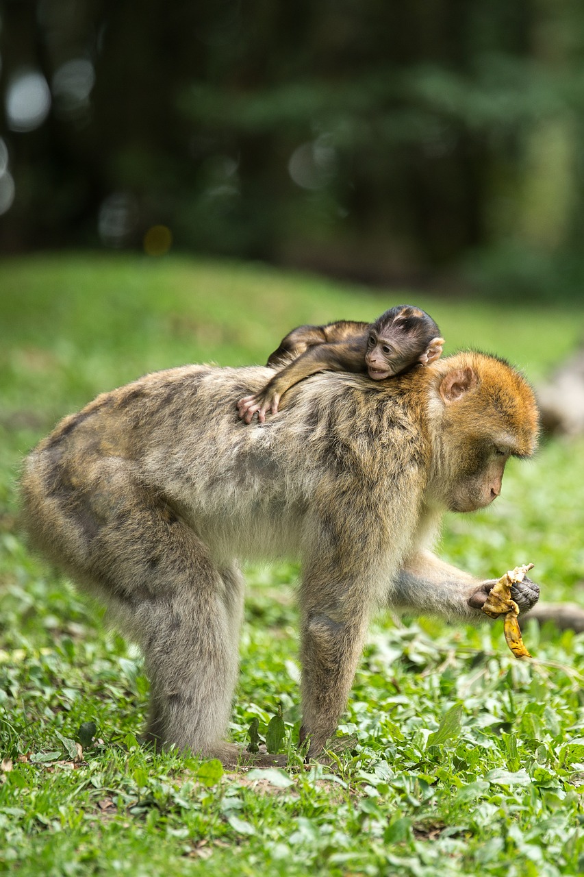 Ape, Berberio Beždžionės, Jaunas Gyvūnas, Žinduolis, Affchen, Gamta, Gyvūnų Pasaulis, Gyvūnai, Zoologijos Sodas, Šeima