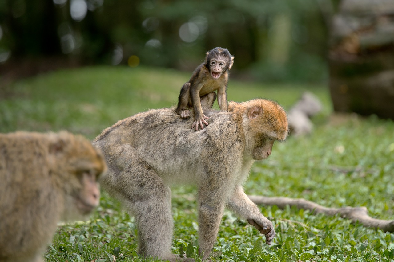 Ape, Berberio Beždžionės, Žinduolis, Affchen, Gamta, Gyvūnų Pasaulis, Gyvūnai, Zoologijos Sodas, Šeima, Jaunas Gyvūnas