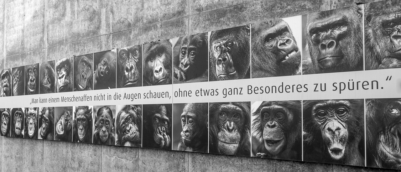 Ape, Menas, Beždžionės, Gyvūnai, Sakydamas, Padaras, Gorila, Zoologijos Sodas, Reklama, Nuomonė