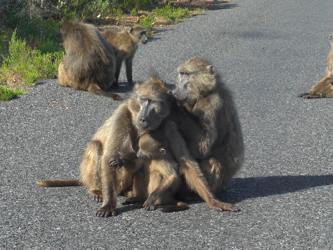 Ape,  Pietų Afrika,  Fotografija, Nemokamos Nuotraukos,  Nemokama Licenzija