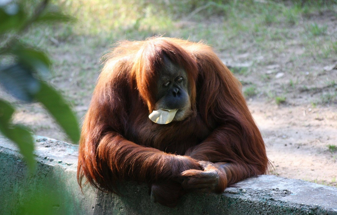 Ape, Žemyn, Beždžionė, Orangutanas, Sėdi, Zoologijos Sodas, Nemokamos Nuotraukos,  Nemokama Licenzija