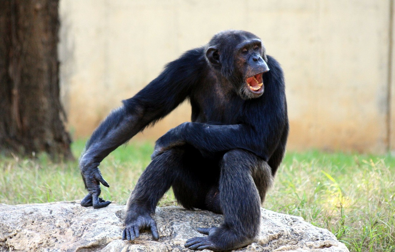 Ape, Šimpanzė, Šimpanzė, Tingus, Beždžionė, Burna, Žiovulys, Nemokamos Nuotraukos,  Nemokama Licenzija